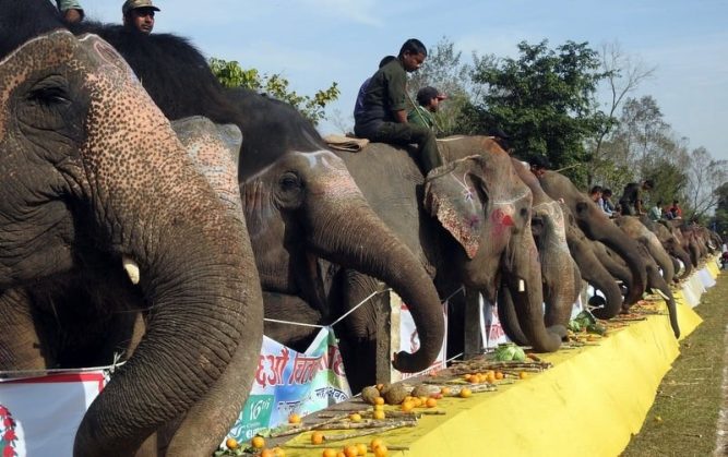 विस्थापित हुँदै सौराहाका हात्ती, पर्यटक घुमाउन नपाएपछि व्यवसायीले बिक्री गर्न थाले