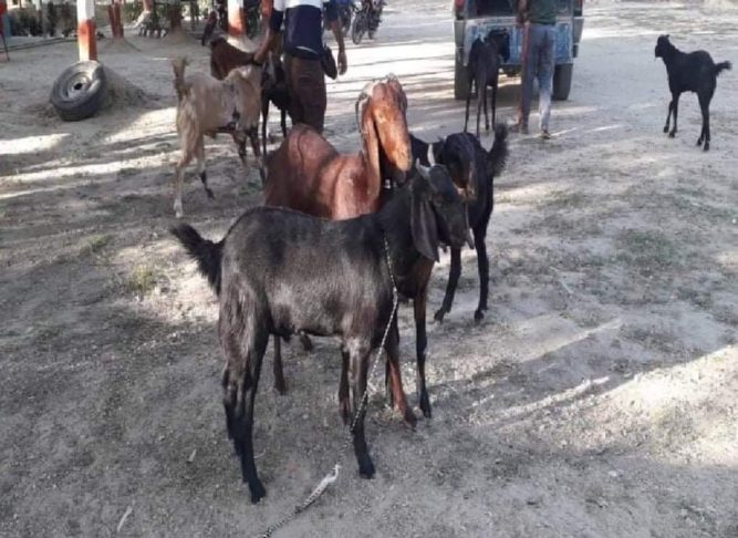 कपिलवस्तुको सिमाक्षेत्रमा खसीको तस्करी बढ्याे