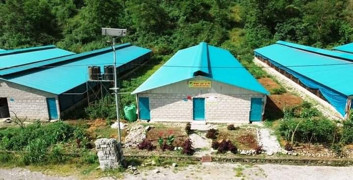कोरोनाले व्यापार चौपट, युवा व्यवसायी  बंगुरपालन तर्फ