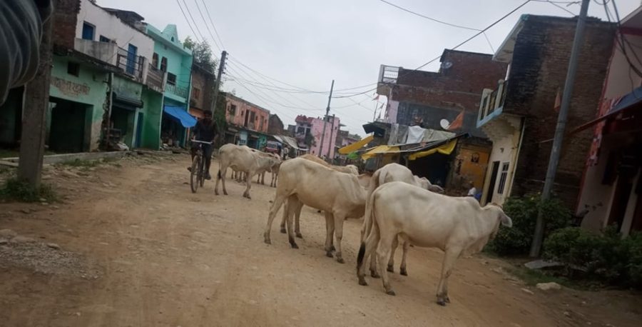 छाडा चाैपायाका कारण स्थानीय तनावमा