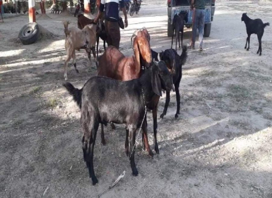 कपिलवस्तुको सिमाक्षेत्रमा खसीको तस्करी बढ्याे