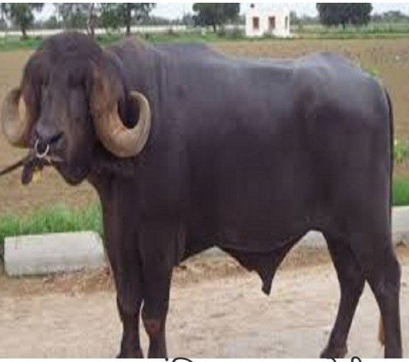 नवलपुरको कावासोतीमा रागा को आतंक