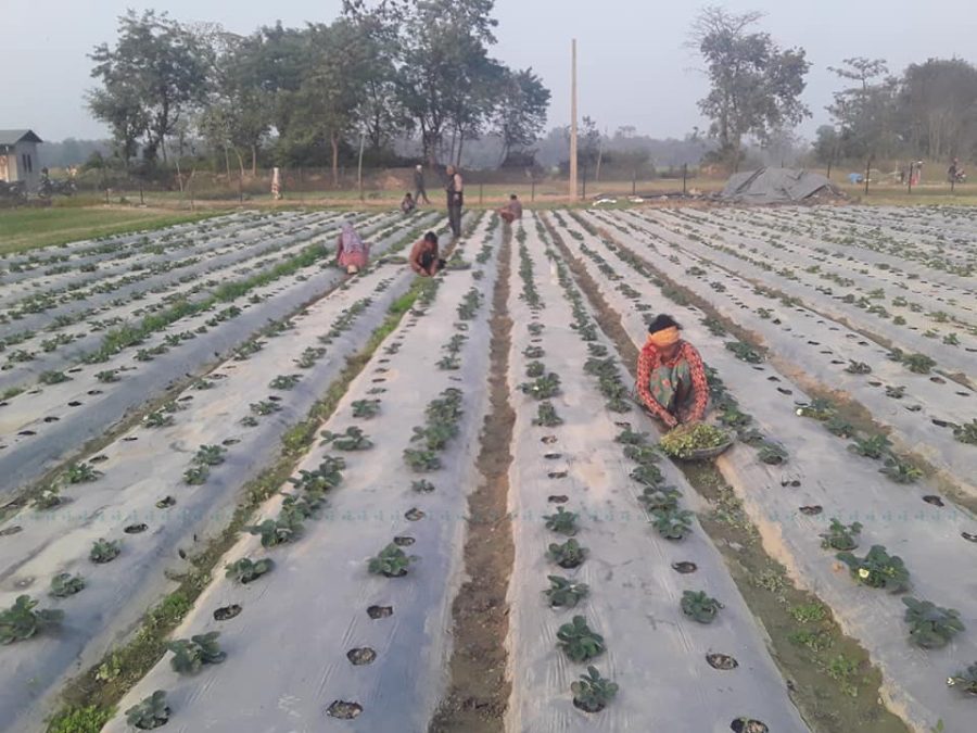अमेरिकाबाट बिरूवा ल्याएर स्ट्रबेरी खेती गर्दै मेयर